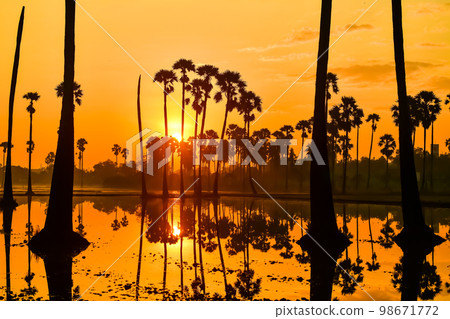 landscape of Sugar palm tree during twilight sunrise  at Pathumthani province,Thailand 98671772