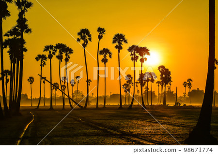 landscape of Sugar palm tree during twilight sunrise  at Pathumthani province,Thailand 98671774