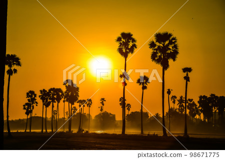landscape of Sugar palm tree during twilight sunrise  at Pathumthani province,Thailand 98671775