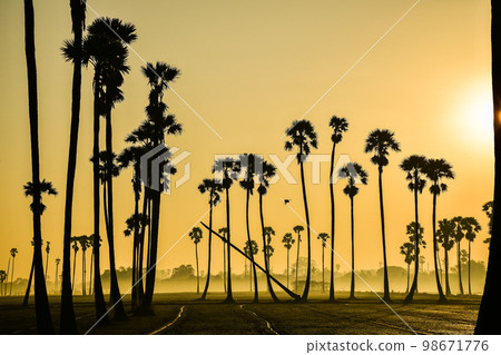 landscape of Sugar palm tree during twilight sunrise  at Pathumthani province,Thailand 98671776