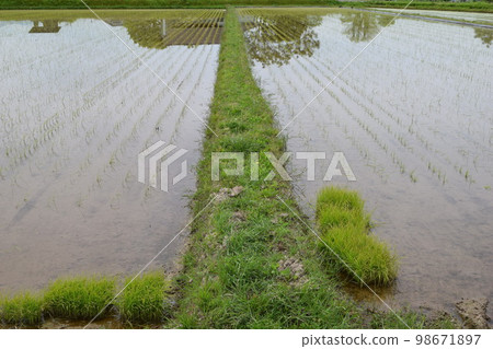 水稻種植後稻田景觀 水稻種植後稻田景觀 98671897