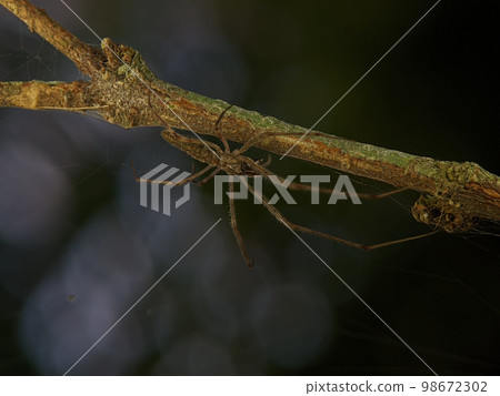 Tmarus spider on a wooden branch. Tmarus spider is a genus of crab spiders Tmarus spider on a wooden branch. Tmarus spider is a genus of crab spiders 98672302