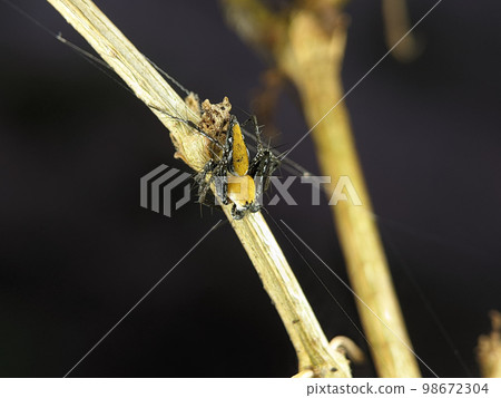 Closeup Striped lynx spider on a wooden branch. Closeup Striped lynx spider on a wooden branch. 98672304