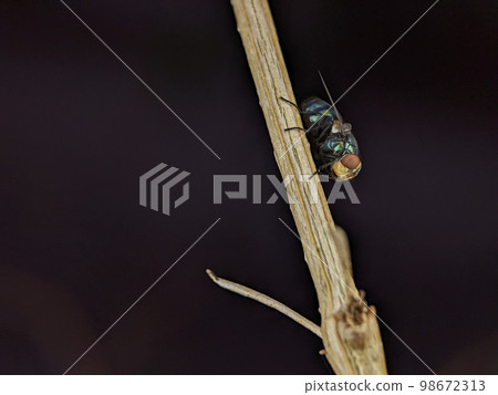 The common green bottle fly is a blowfly found in most areas of the world and is the most well-known of the numerous green bottle fly species. The common green bottle fly is a blowfly found in most areas of the world and is the most well-known of the numerous green bottle fly species. 98672313