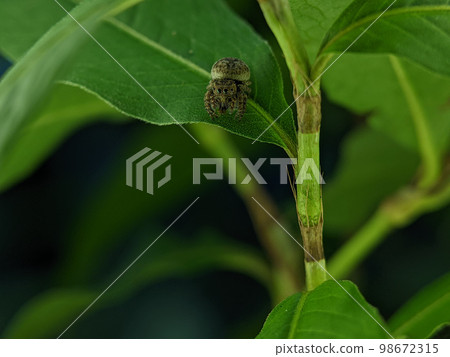 Jumping spider Euophrys frontalis. The Euophrys frontalis is a genus of jumping spiders of the family Salticidae. 98672315