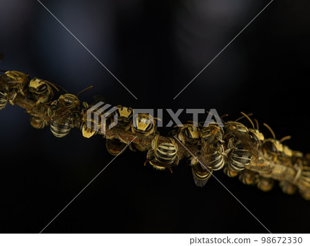 A group of Lipotriches (sweat bees) resting on a tree branch A group of Lipotriches (sweat bees) resting on a tree branch 98672330
