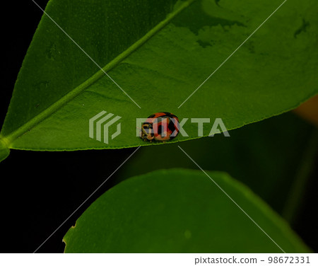 Closeup ladybugs on a green leaf. Closeup ladybugs on a green leaf. 98672331