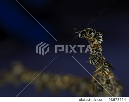 Lipotriches is a large genus of sweat bees in the family Halictidae, distributed widely throughout the Eastern Hemisphere though absent from Europe. 98672334