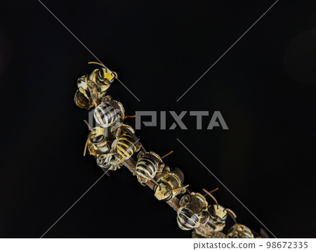A group of Lipotriches (sweat bees) resting on a tree branch A group of Lipotriches (sweat bees) resting on a tree branch 98672335