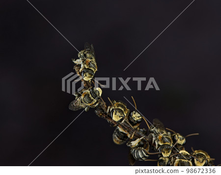 A group of Lipotriches (sweat bees) resting on a tree branch 98672336