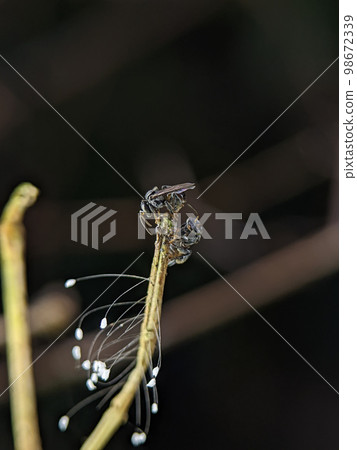 Pseudopanurgus on a wooden branch. Pseudopanurgus is a genus of mining bees in the family Andrenidae. 98672339
