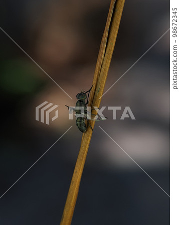 Close-up of a black insect perched on a tree. Close-up of a black insect perched on a tree. 98672345