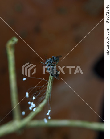 Pseudopanurgus on a wooden branch. Pseudopanurgus is a genus of mining bees in the family Andrenidae. Pseudopanurgus on a wooden branch. Pseudopanurgus is a genus of mining bees in the family Andrenidae. 98672346