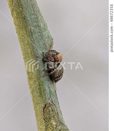Araneus ventricosus is a species of spiders in the family orb weavers. Araneus ventricosus is a species of spiders in the family orb weavers. 98672358