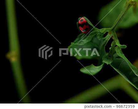 Closeup ladybugs on a green leaf. Closeup ladybugs on a green leaf. 98672359