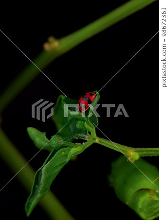 Closeup ladybugs on a green leaf. Closeup ladybugs on a green leaf. 98672361
