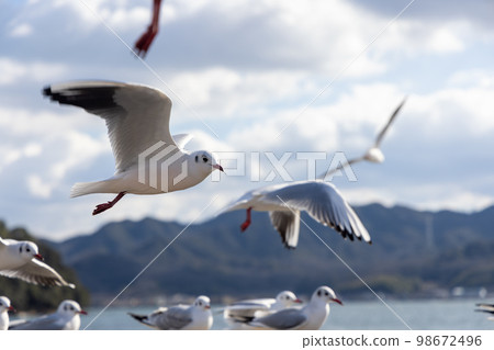 Black-headed Gull in Kojima Bay in Okayama Prefecture, Japan Black-headed Gull in Kojima Bay in Okayama Prefecture, Japan 98672496