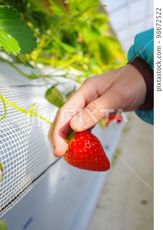 Children pick strawberries at a vinyl house Children pick strawberries at a vinyl house 98672522