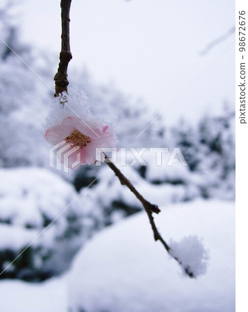 Permanent cherry blossoms and snow at Ohara Jikkoin, Kyoto Permanent cherry blossoms and snow at Ohara Jikkoin, Kyoto 98672676