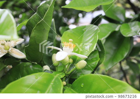 美麗的橘子花瓣 美麗的橘子花瓣 98673216