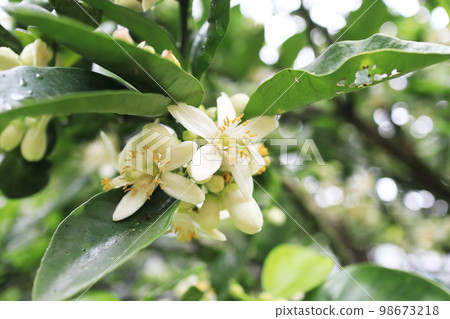 橘子花瓣盛開 98673218