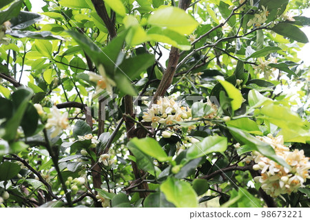 Mandarin orange flowers in full bloom Mandarin orange flowers in full bloom 98673221
