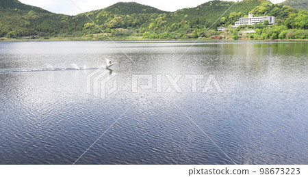 A swan running up to take off A swan running up to take off 98673223
