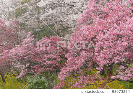 Sunlight cherry blossoms and someiyoshino cherry blossoms Sunlight cherry blossoms and someiyoshino cherry blossoms 98673224