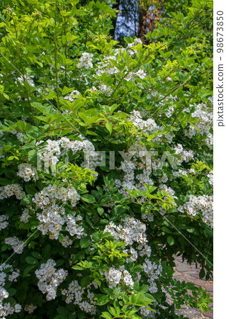 Plants and flowers that color spring Seasonal image Plants and flowers that color spring Seasonal image 98673850