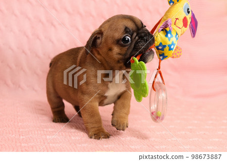 Little puppy of french bulldog dog breed playing with a toy for tooth care 98673887