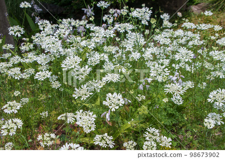 為春天著色的植物和花卉 季節性圖像 為春天著色的植物和花卉 季節性圖像 98673902