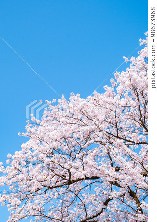 Cherry Blossoms	 98673968