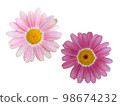粉紅瑪格麗特花 98674232