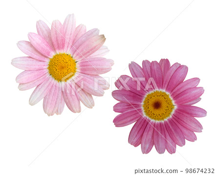 Pink Margaret Flower Pink Margaret Flower 98674232