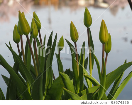 鬱金香花蕾⑦ 98674326