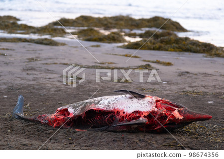 Dead Dolphin on The Beach. Dead Sea Animal, Decaying Corpse. 98674356