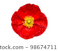 雨中的紅冰島罌粟花 98674711