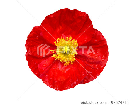 雨中的紅冰島罌粟花 98674711