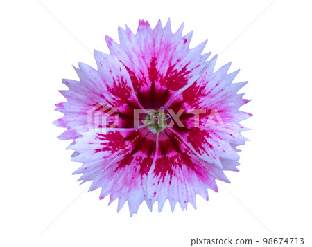 pink sekichiku flower 98674713