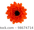 橙色金盞草花 98674714