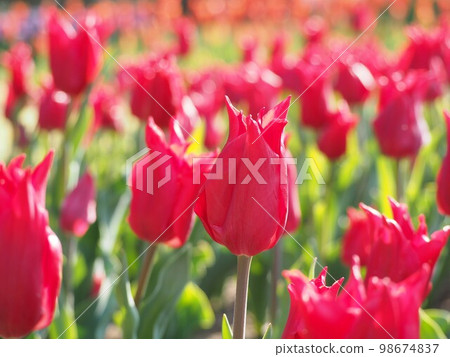 鬱金香俏佳人① 98674837