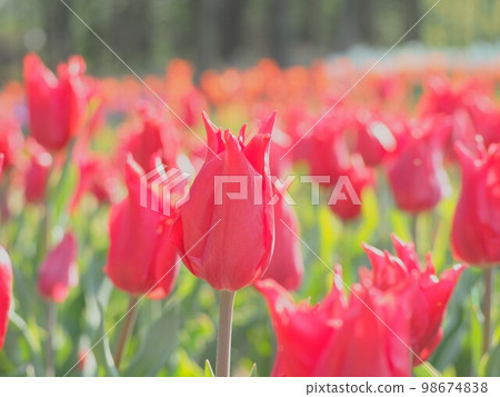 鬱金香俏佳人② 98674838