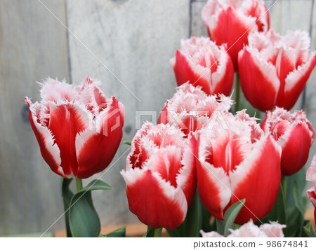 Tulip Canasta ③ Tulip Canasta ③ 98674841