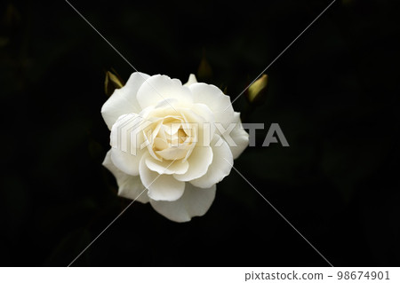 五月的玫瑰,冰山 五月的玫瑰,冰山 98674901