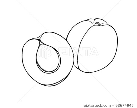 Simple apricot fruit (some cut in half) illustration material (line drawing) 98674945