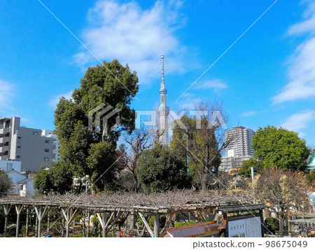 Tokyo, early spring, Kameido Tenjin, god of learning Tokyo, early spring, Kameido Tenjin, god of learning 98675049