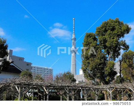 東京,初春,龜戶天神,學問之神 東京,初春,龜戶天神,學問之神 98675053