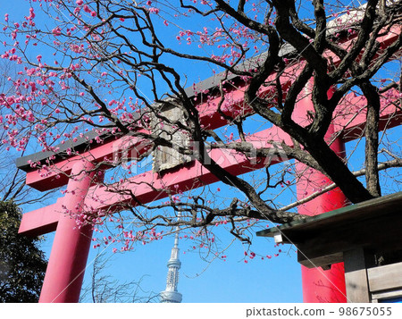 東京,鳥居,龜戶天神,紅梅 東京,鳥居,龜戶天神,紅梅 98675055