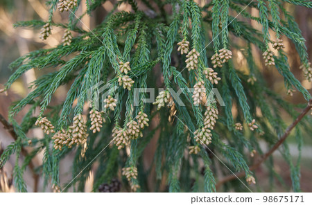 Cedar Flower Cedar Flower 98675171