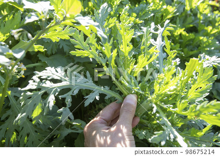 手工採摘花環菊 手工採摘花環菊 98675214